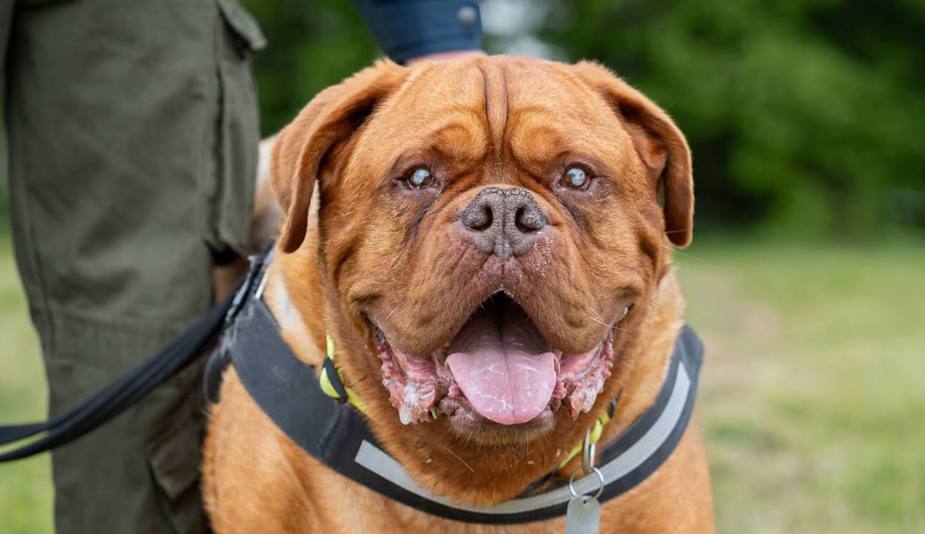 Dog