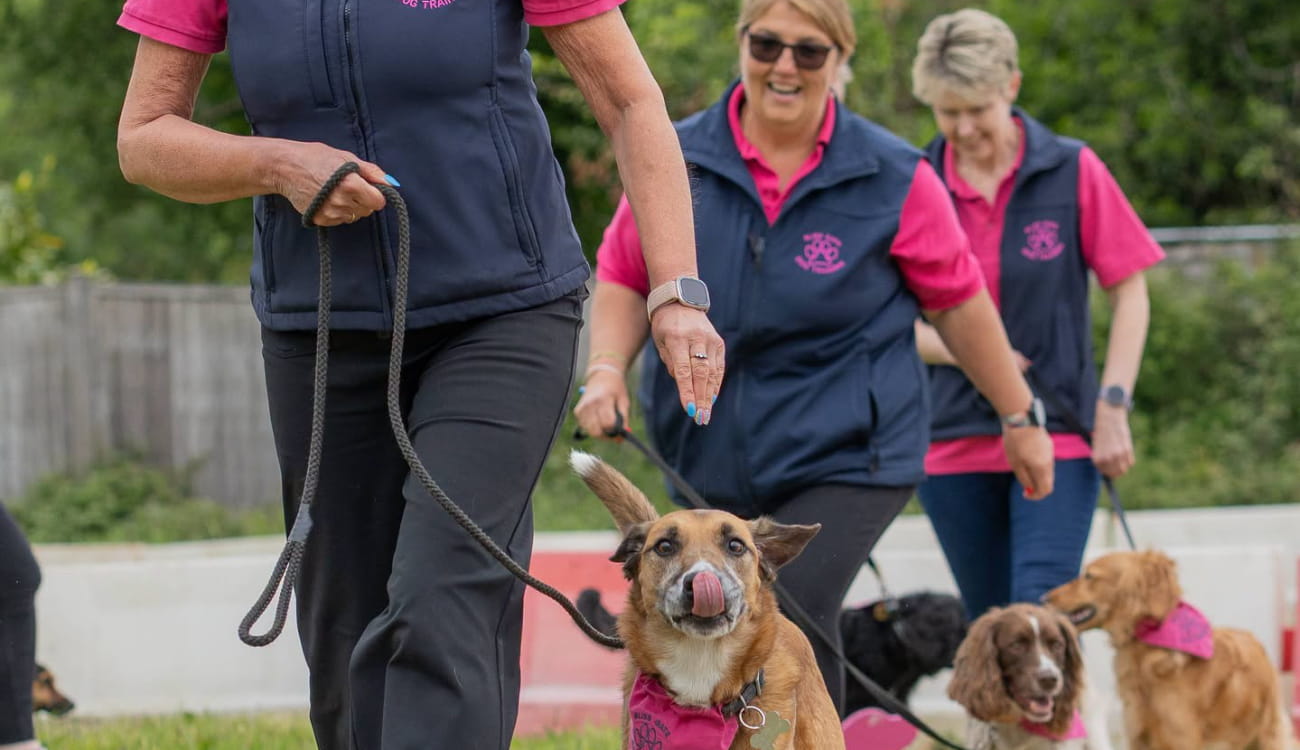 Dog Showcase