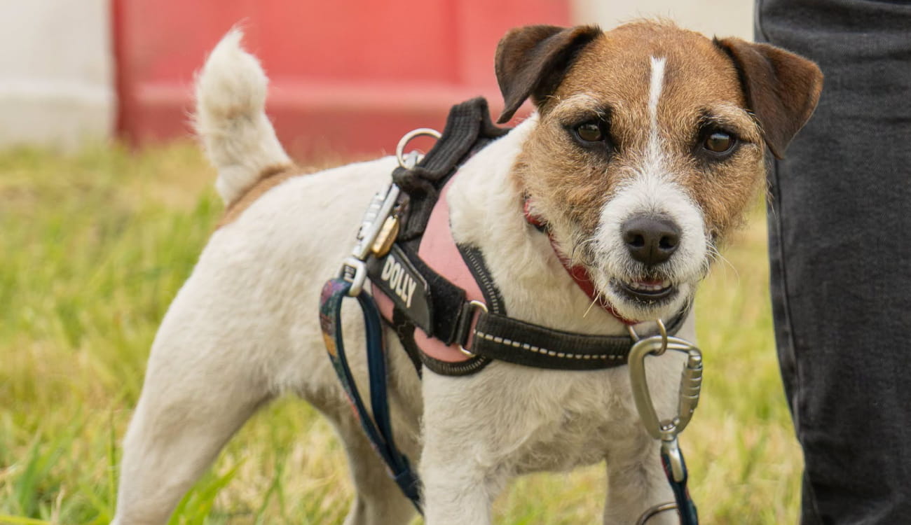 Dolly the Dog