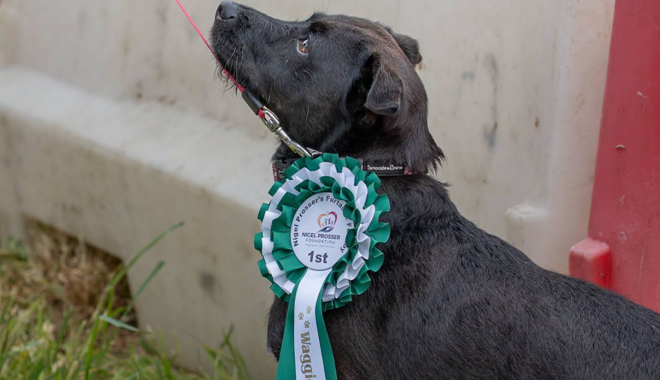 Wagiest Tail Winner